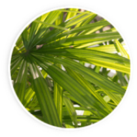 Saw Palmetto